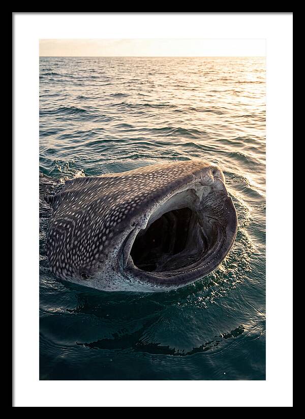 Whale Shark Feeding At Sunset