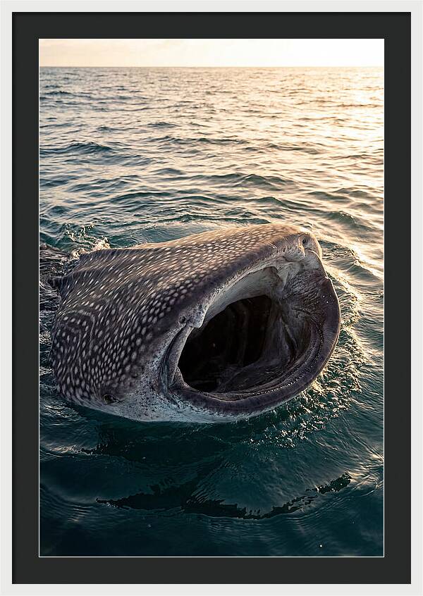 Whale Shark Feeding At Sunset