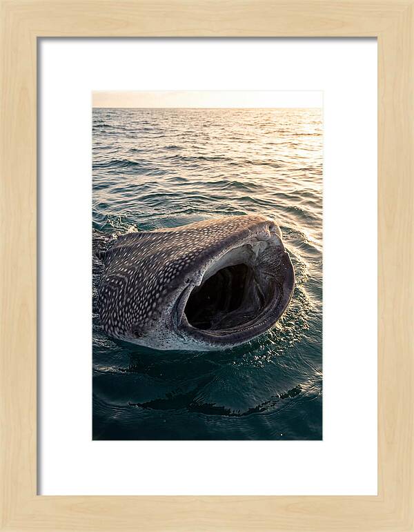 Whale Shark Feeding At Sunset