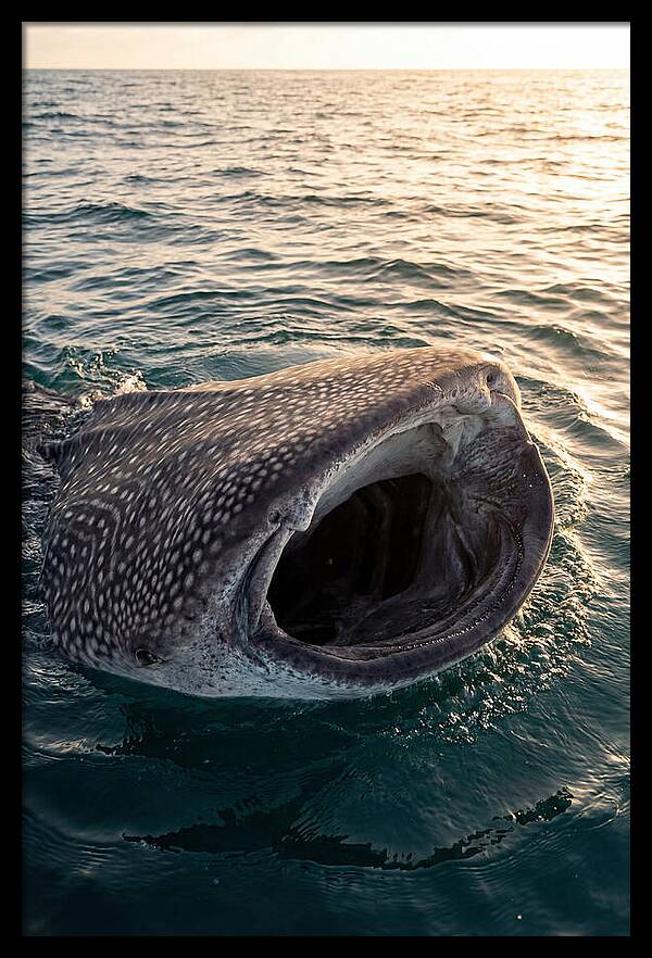 Whale Shark Feeding At Sunset