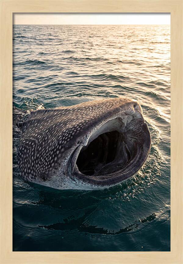 Whale Shark Feeding At Sunset