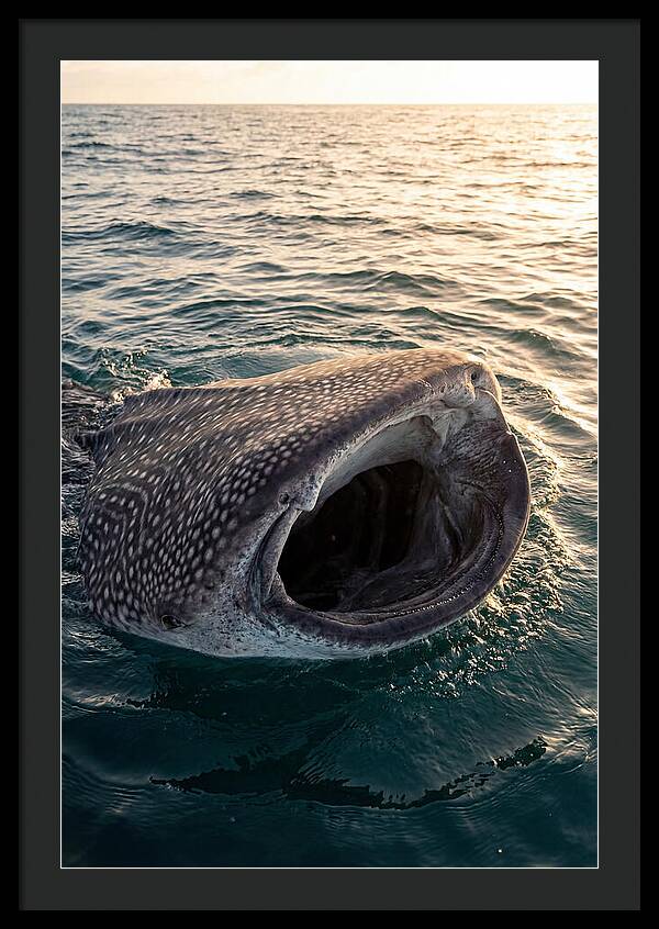 Whale Shark Feeding At Sunset