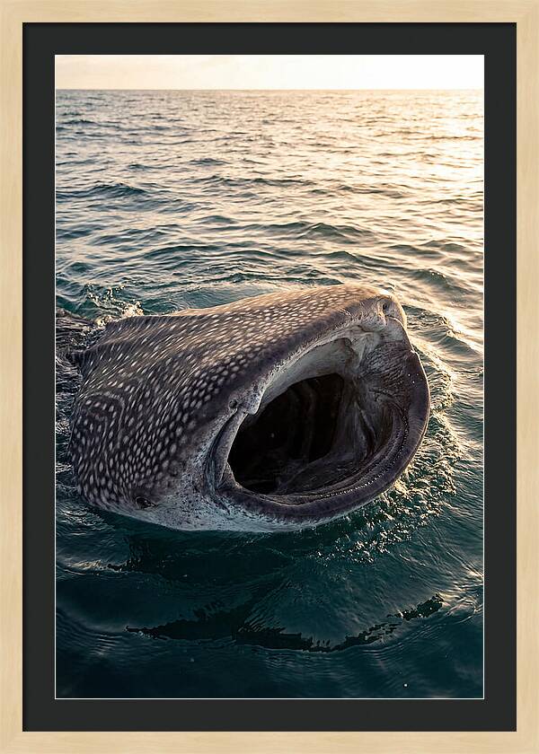 Whale Shark Feeding At Sunset
