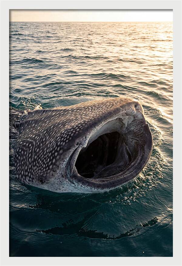 Whale Shark Feeding At Sunset