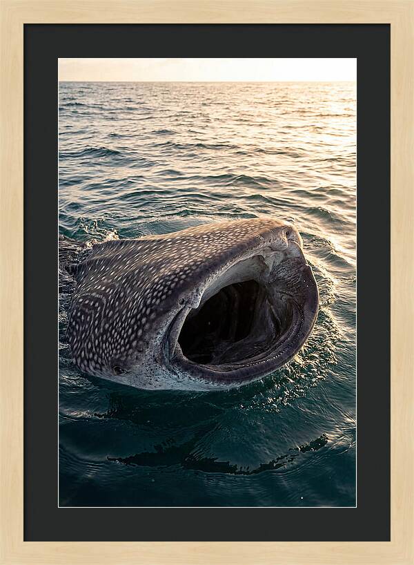 Whale Shark Feeding At Sunset