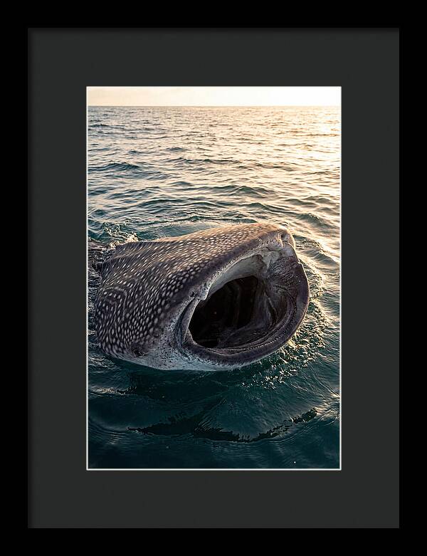 Whale Shark Feeding At Sunset