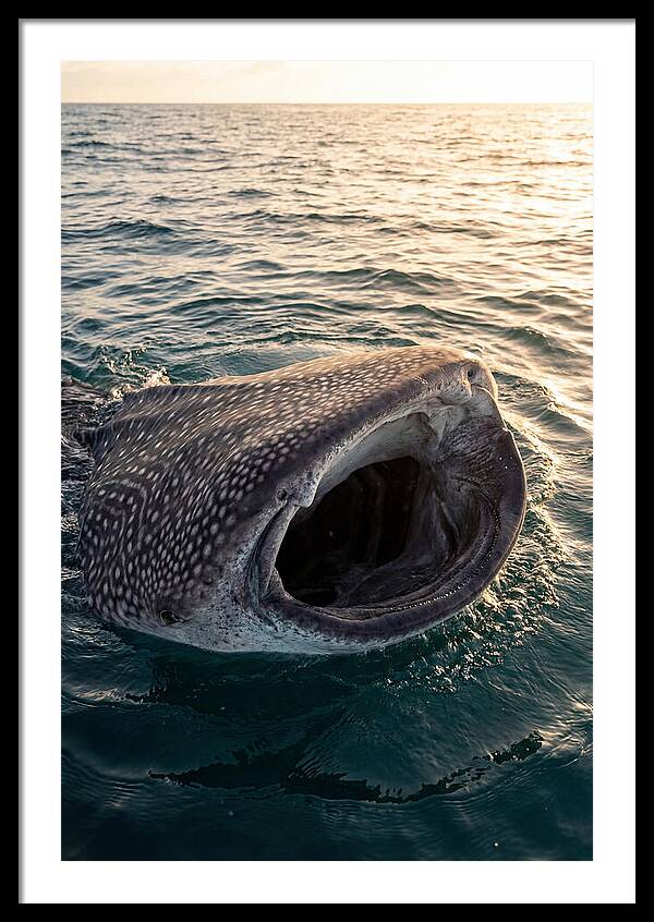 Whale Shark Feeding At Sunset
