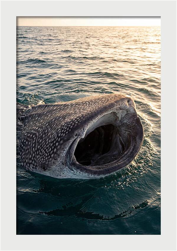 Whale Shark Feeding At Sunset