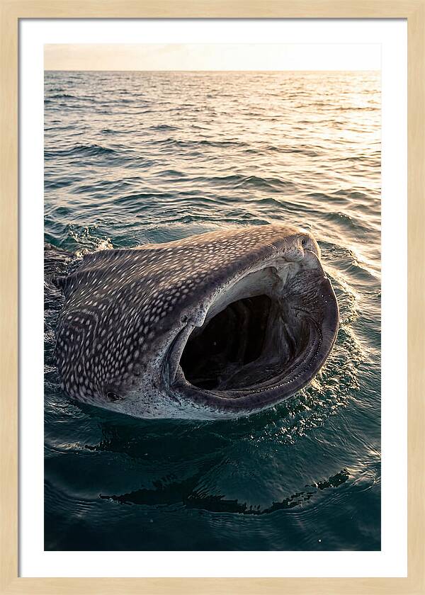 Whale Shark Feeding At Sunset