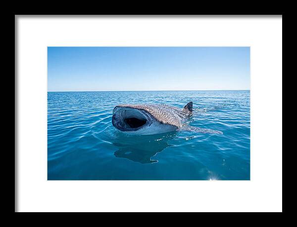 Whale Shark Feeding At Surface