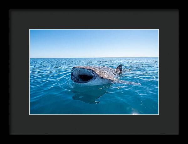 Whale Shark Feeding At Surface