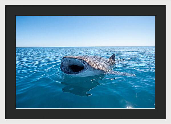 Whale Shark Feeding At Surface