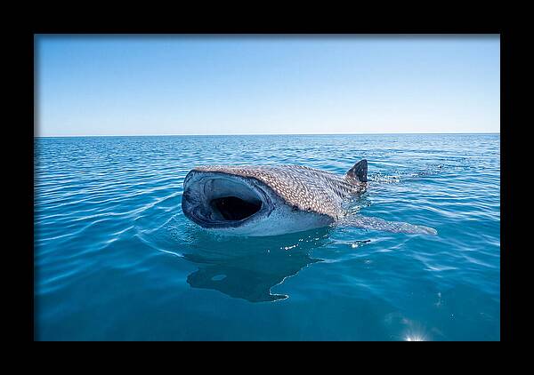 Whale Shark Feeding At Surface
