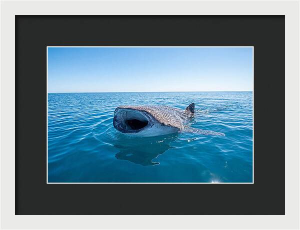 Whale Shark Feeding At Surface