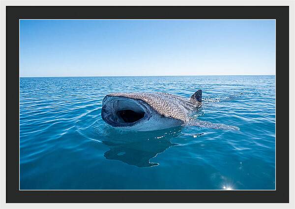 Whale Shark Feeding At Surface