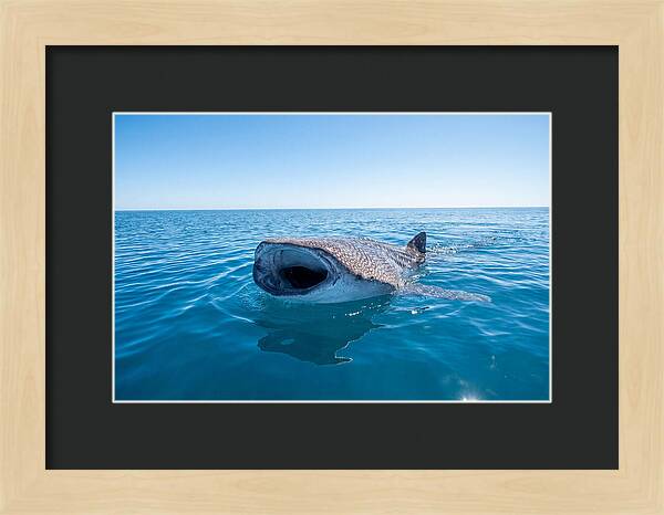Whale Shark Feeding At Surface