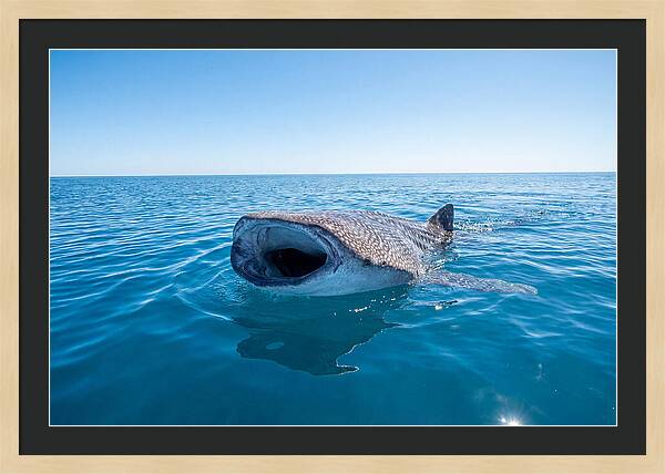 Whale Shark Feeding At Surface