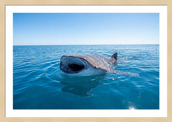 Whale Shark Feeding At Surface