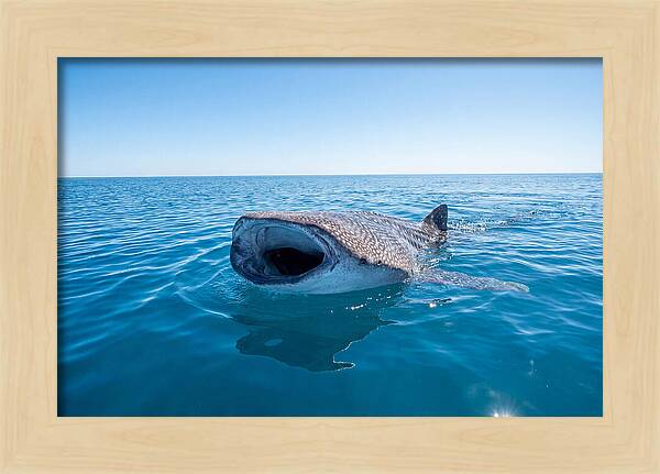 Whale Shark Feeding At Surface