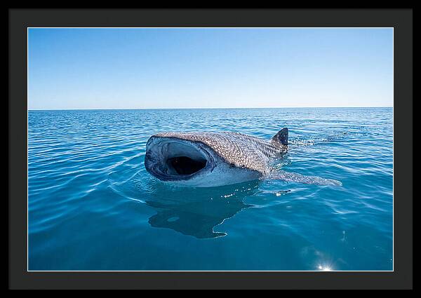 Whale Shark Feeding At Surface