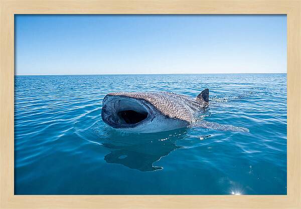 Whale Shark Feeding At Surface