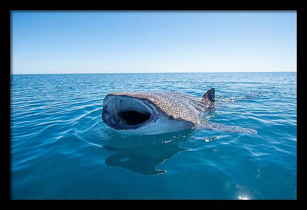 Whale Shark Feeding At Surface