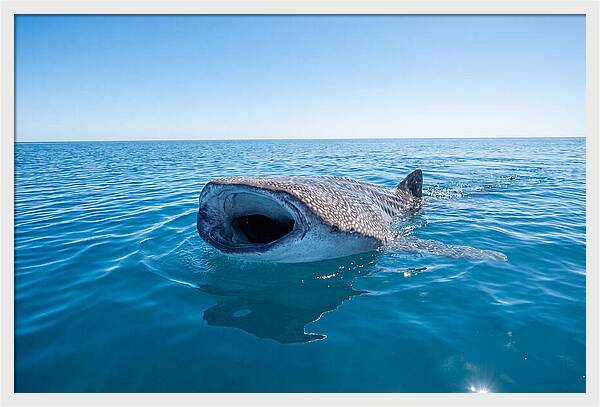 Whale Shark Feeding At Surface