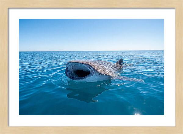 Whale Shark Feeding At Surface