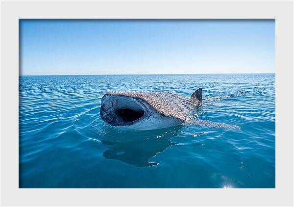 Whale Shark Feeding At Surface