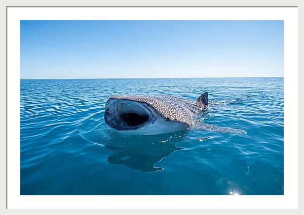 Whale Shark Feeding At Surface