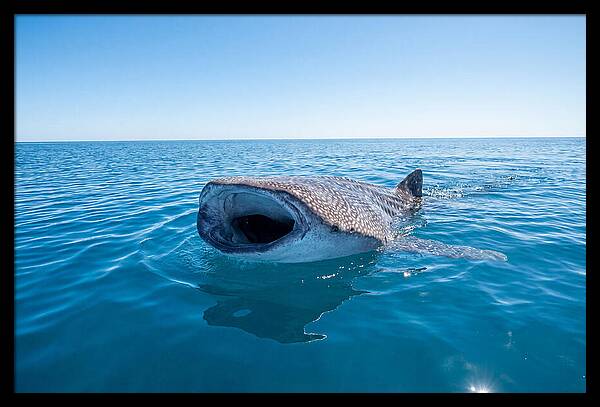 Whale Shark Feeding At Surface