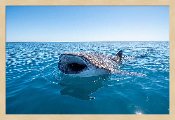 Whale Shark Feeding At Surface