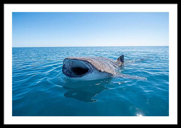 Whale Shark Feeding At Surface
