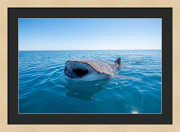 Whale Shark Feeding At Surface