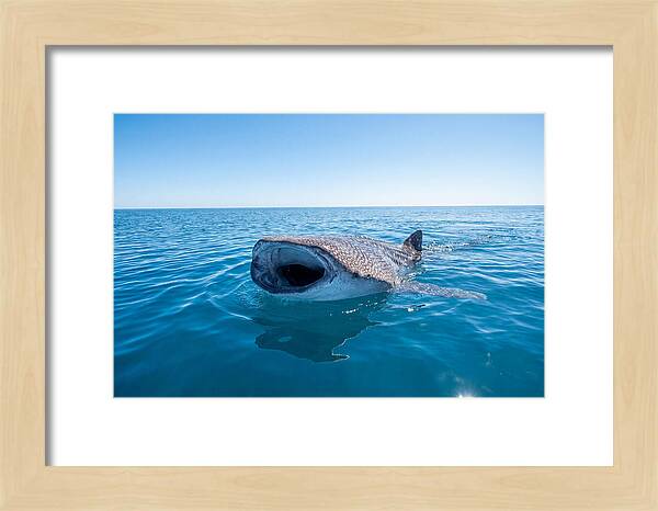 Whale Shark Feeding At Surface