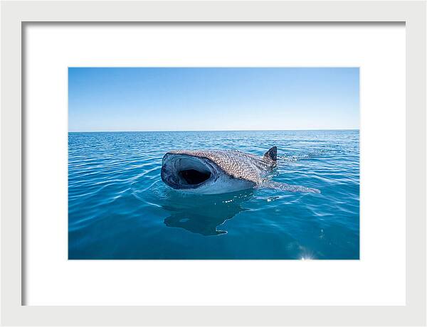 Whale Shark Feeding At Surface