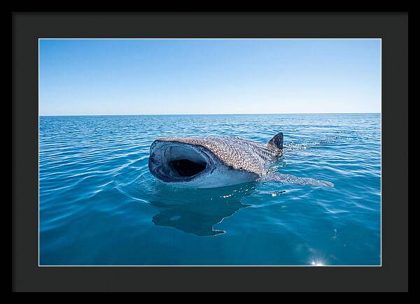 Whale Shark Feeding At Surface