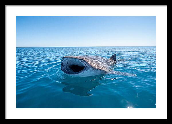 Whale Shark Feeding At Surface