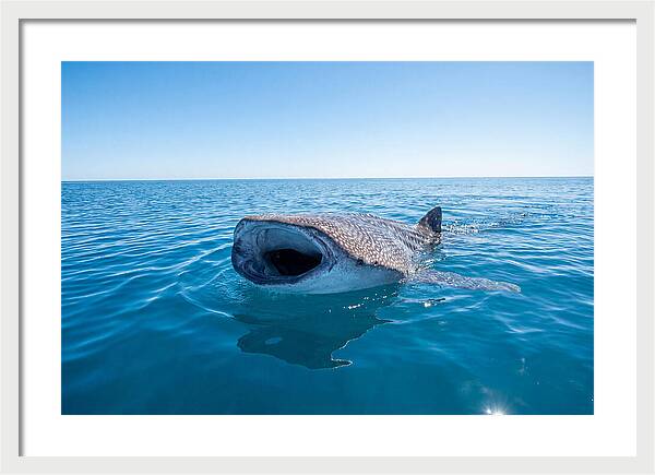 Whale Shark Feeding At Surface