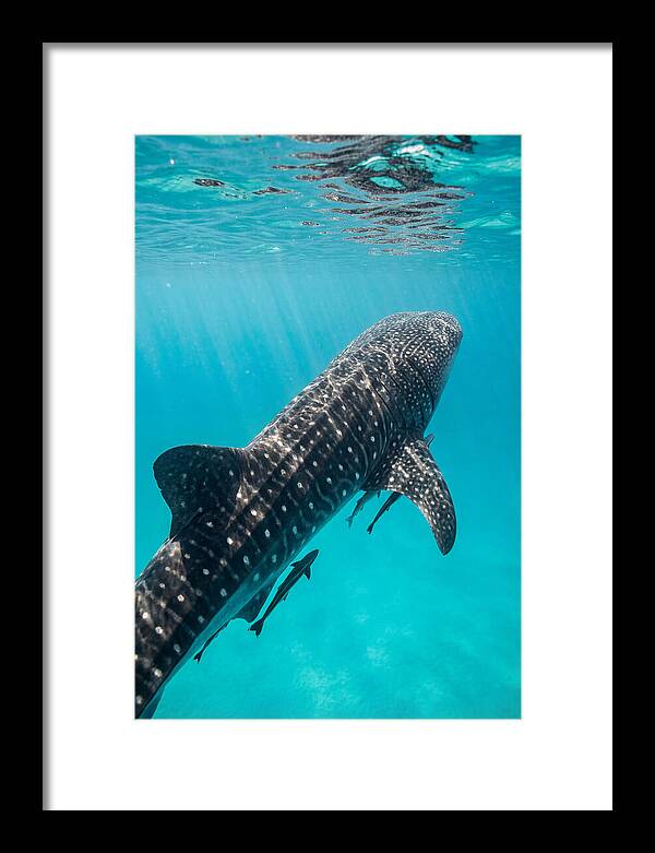 Whale Shark Gliding Through Waters