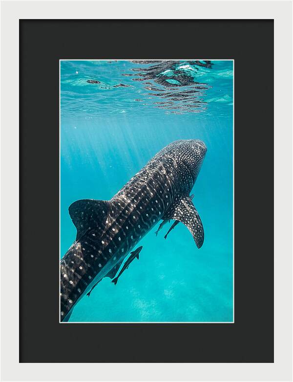 Whale Shark Gliding Through Waters