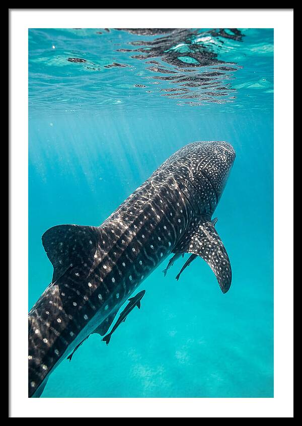 Whale Shark Gliding Through Waters