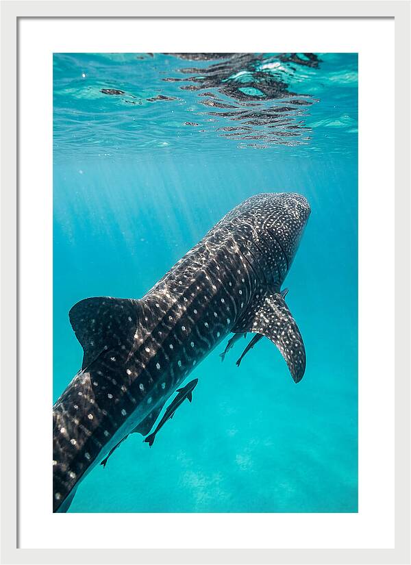Whale Shark Gliding Through Waters