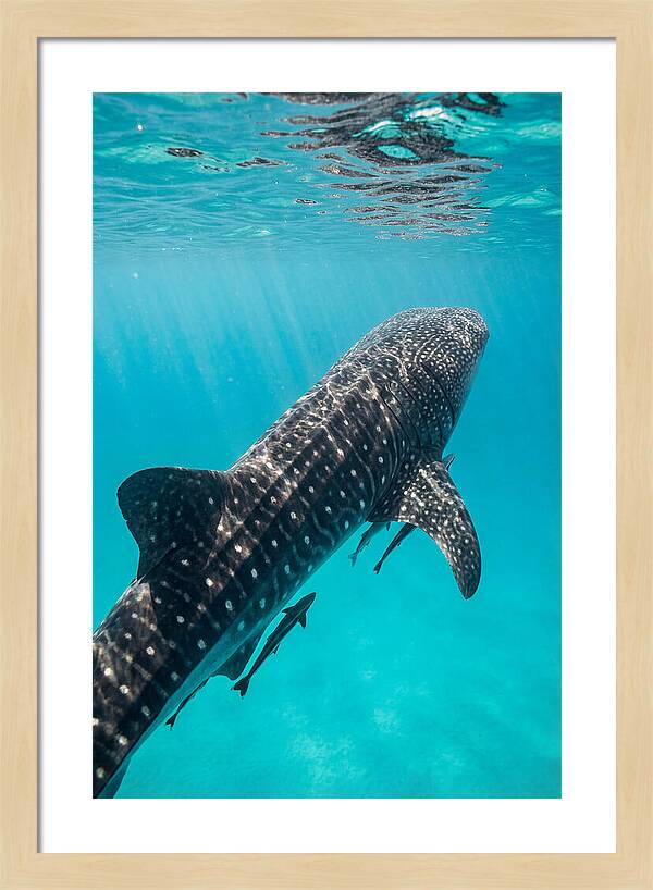 Whale Shark Gliding Through Waters