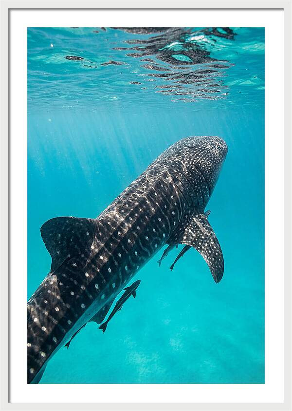 Whale Shark Gliding Through Waters
