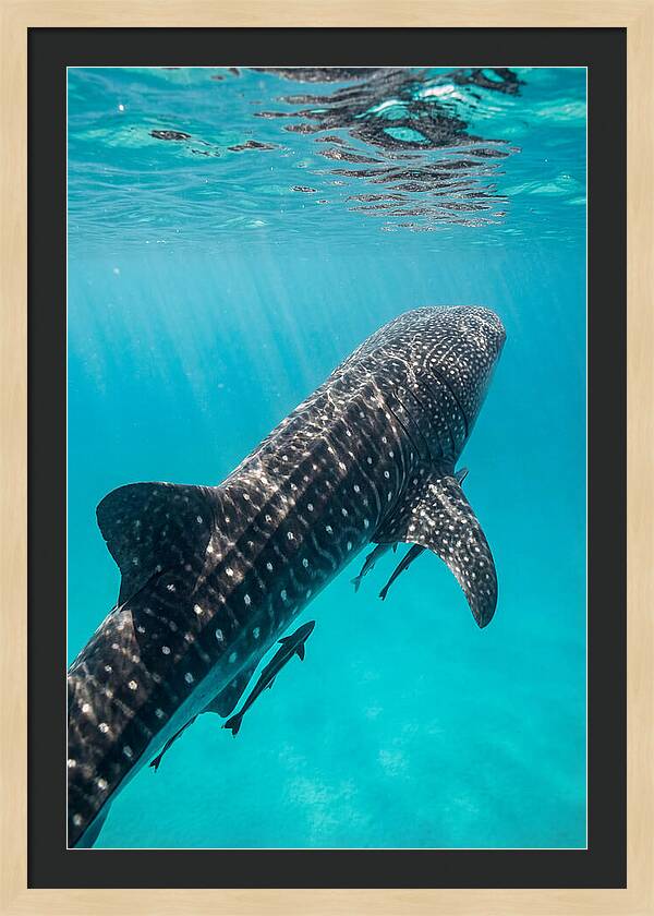 Whale Shark Gliding Through Waters