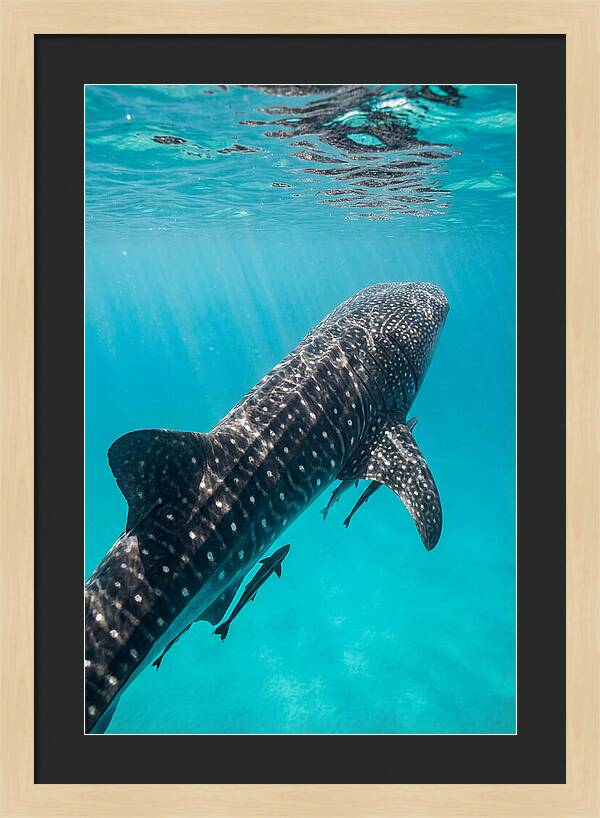 Whale Shark Gliding Through Waters