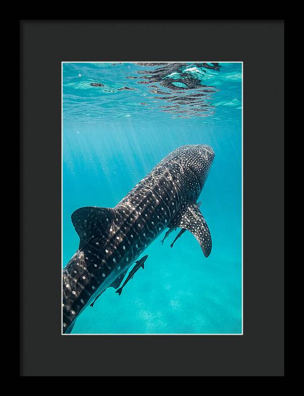 Whale Shark Gliding Through Waters