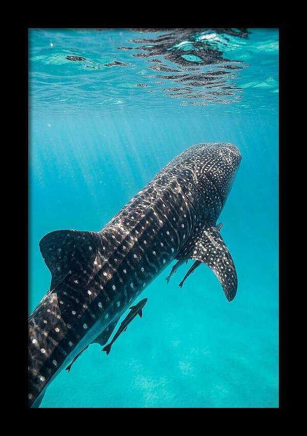 Whale Shark Gliding Through Waters