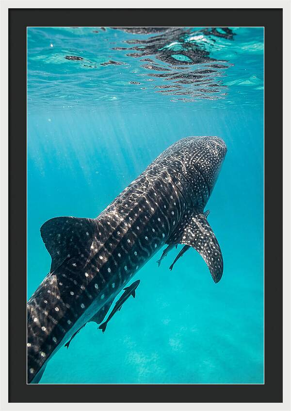 Whale Shark Gliding Through Waters